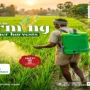 Indian farmer spraying pesticides in a green paddy field using an SS GOLD 16L battery sprayer for efficient crop protection and modern farming.